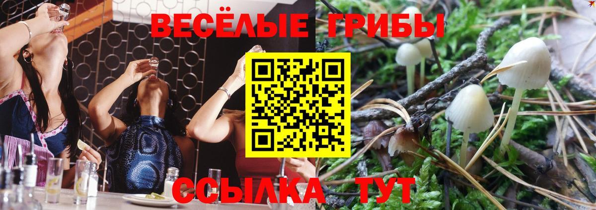 Галлюциногенные грибы Psilocybine cubensis  Вход с VPN  Галлюциногенные грибы мухоморы  Луга 